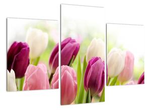 Tulipány, obrazy (90x60cm)