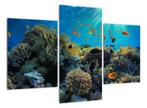 Obraz podmořského světa (90x60cm)