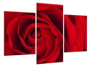Detail červené růže - obraz (90x60cm)