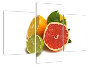 Citrusové plody - obraz (90x60cm)
