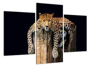 Leopard, obraz (90x60cm)