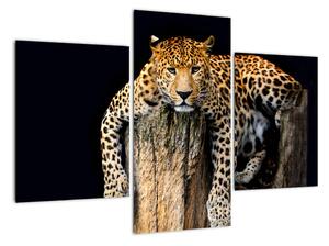 Leopard, obraz (90x60cm)