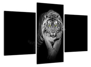 Tygr černobílý, obraz (90x60cm)