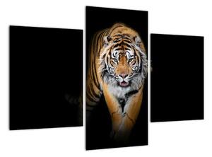 Tygr, obraz (90x60cm)