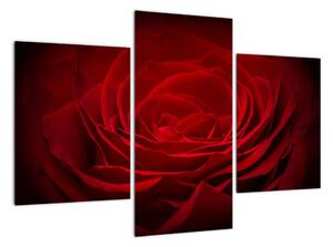 Makro růže - obraz (90x60cm)