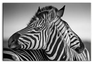 Černobílý obraz zebry Velikost (šířka x výška): 30x20 cm