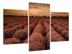 Květinové pole - obraz (90x60cm)