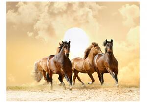 Tapeta koně + lepidlo ZDARMA Velikost (šířka x výška): 150x116 cm