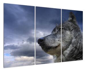 Obraz vlka (120x80cm)