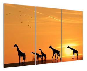 Moderní obraz - žirafy (120x80cm)