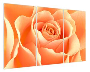 Obraz oranžové růže (120x80cm)