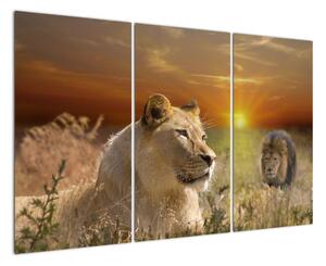 Obrazy zvířat (120x80cm)