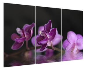 Obraz květů (120x80cm)
