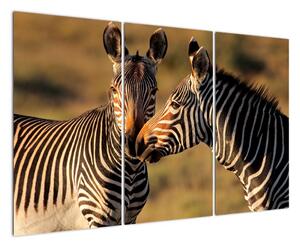 Obraz - zebry (120x80cm)