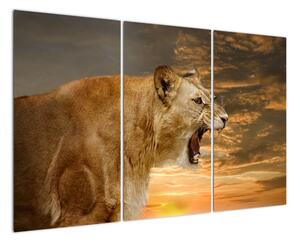 Obraz řvoucího lva (120x80cm)