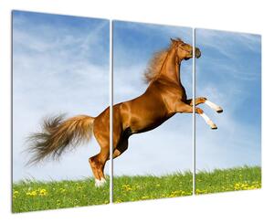 Obraz koně na zadních (120x80cm)
