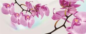 Vliesová fototapeta orchidej, rozměr 250 cm x 100 cm, fototapety IMPOL TRADE 116VE