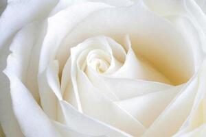 Fototapety, rozměr 368 cm x 254 cm, bílá růže, IMPOL TRADE 8-001