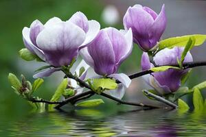 Vliesová fototapeta rozkvetlá magnolie, rozměr 312 cm x 219 cm, fototapety IMPOL TRADE 160VE
