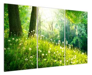 Moderní obrazy přírody (120x80cm)