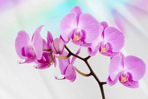 Vliesová fototapeta orchidej, rozměr 312 cm x 219 cm fototapety IMPOL TRADE 116VE