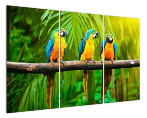 Moderní obraz - papoušci (120x80cm)