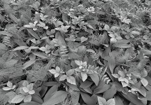 Fototapeta lesní flora, rozměr 368 cm x 254 cm, fototapety Komar 8-914