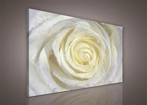 Obraz na plátně bílá růže s kapkami vody 206O1, 100 x 75 cm, IMPOL TRADE