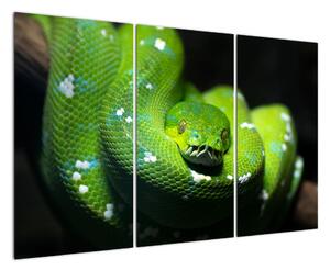 Obraz zvířat - had (120x80cm)