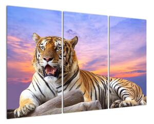 Obraz ležícího tygra (120x80cm)
