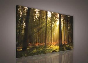 Obraz na plátně les s východem slunce 204O1, 100 x 75 cm, IMPOL TRADE