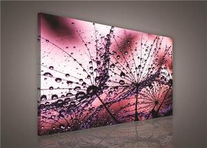 Obraz na plátně ranní rosa růžová 425O1, 75 x 100 cm, IMPOL TRADE