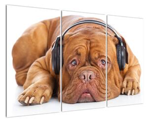 Moderní obraz - pes se sluchátky (120x80cm)