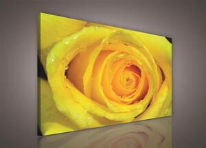 Obraz na plátně žlutá růže 219O1, 75 x 100 cm, IMPOL TRADE