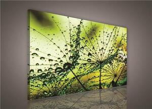 Obraz na plátně ranní rosa zelená 418O1, 75 x 100 cm, IMPOL TRADE