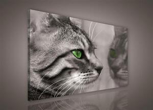 Obraz na plátně kočka 181O1, 75 x 100 cm, IMPOL TRADE