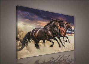 Obraz na plátně stádo koní 496O1, 75 x 100 cm, IMPOL TRADE