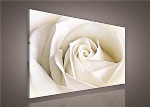 Obraz na plátně bílá růže 147AO1, 75 x 100 cm, IMPOL TRADE