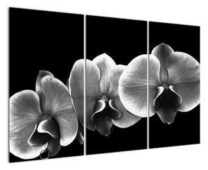 Černobílý obraz - orchidej (120x80cm)