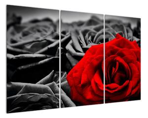 Obraz červené růže (120x80cm)