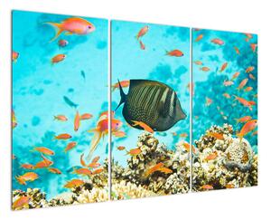 Obraz ryb v akvárii (120x80cm)