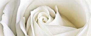 Vliesové fototapety, rozměr 250 cm x 104 cm, bílá růže, IMPOL TRADE 8-001VEP