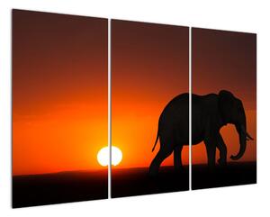 Obraz slona v zapadajícím slunci (120x80cm)