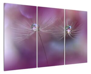 Obraz - květ s kapkami vody (120x80cm)