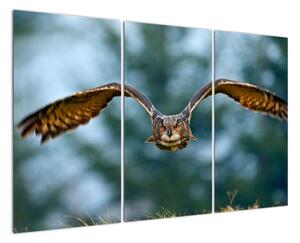 Obraz letící sovy (120x80cm)