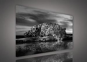 Obraz na plátně jaguár 171O1, 100 x 75 cm, IMPOL TRADE