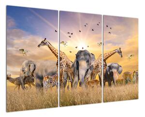 Obraz - safari (120x80cm)