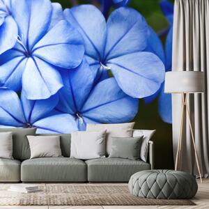 Fototapeta divoké modré květiny