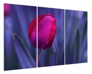 Obraz - tulipán (120x80cm)