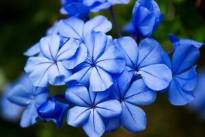 Fototapeta divoké modré květiny